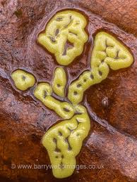 Attēlu rezultāti vaicājumam “Willkommlangea reticulata macro”