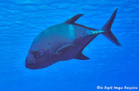 Image result for Caranx lugubris