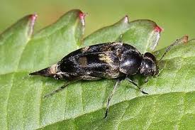 Attēlu rezultāti vaicājumam “Mordella sp.”