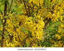Attēlu rezultāti vaicājumam “Forsythia suspensa flower”