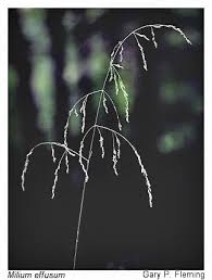 Attēlu rezultāti vaicājumam “Milium effusum”