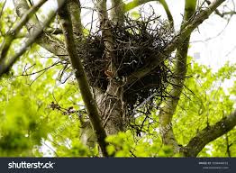 Attēlu rezultāti vaicājumam “Buteo buteo nest”