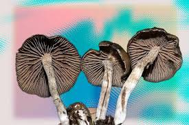 Attēlu rezultāti vaicājumam “Psilocybe sp.”