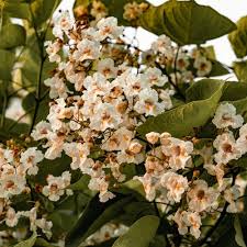 Attēlu rezultāti vaicājumam “Catalpa ovata flower”