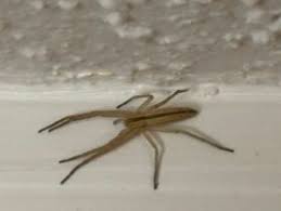 Attēlu rezultāti vaicājumam “Tibellus oblongus”