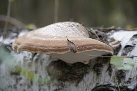 Attēlu rezultāti vaicājumam “Piptoporus betulinus”