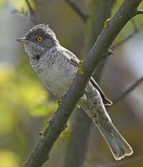 Attēlu rezultāti vaicājumam “Sylvia curruca adult”