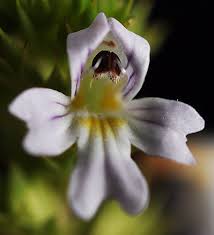 Attēlu rezultāti vaicājumam “Euphrasia”