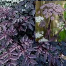 Attēlu rezultāti vaicājumam “Angelica sylvestris flower”