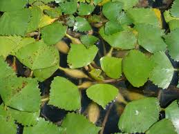 Attēlu rezultāti vaicājumam “Trapaceae”