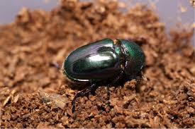 Attēlu rezultāti vaicājumam “Cicindela campestris imago”