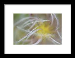 Attēlu rezultāti vaicājumam “Clematis fruit”