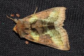 Attēlu rezultāti vaicājumam “Diachrysia tutti”