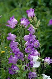 Image result for Marienglockenblumen