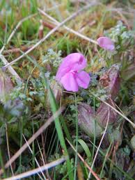 Attēlu rezultāti vaicājumam “Pedicularis palustris subsp. opsiantha”