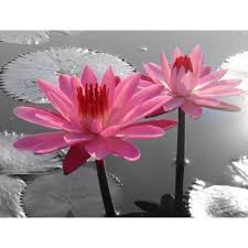 Image result for rosa aquatica