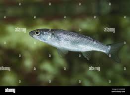 Image result for Chelon labrosus