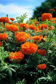 Attēlu rezultāti vaicājumam “Tagetes flower”