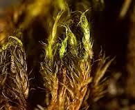 Attēlu rezultāti vaicājumam “Dicranum leioneuron”