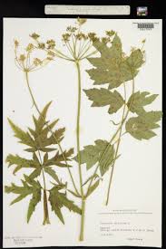Attēlu rezultāti vaicājumam “Heracleum”