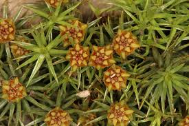 Attēlu rezultāti vaicājumam “Polytrichum strictum”