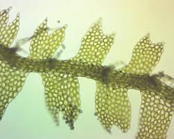 Attēlu rezultāti vaicājumam “Lophocolea minor macro”