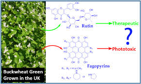 Attēlu rezultāti vaicājumam “Fagopyrum esculentum leaf”