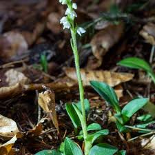 Attēlu rezultāti vaicājumam “Goodyera repens flower”