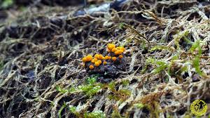 Attēlu rezultāti vaicājumam “Bactridium flavum”