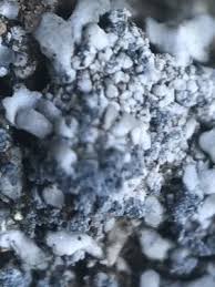 Attēlu rezultāti vaicājumam “Physconia detersa”