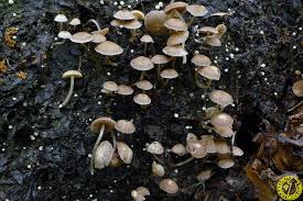 Attēlu rezultāti vaicājumam “Psathyrella pygmaea”