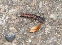 Attēlu rezultāti vaicājumam “Phosphaenus hemipterus”