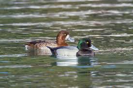 Image result for Aythya marila