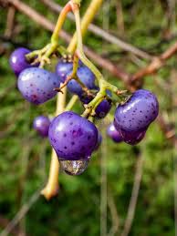 Attēlu rezultāti vaicājumam “Celastrus flagellaris”