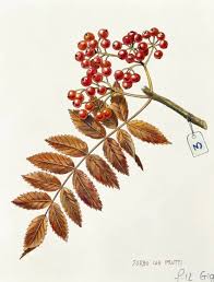 Attēlu rezultāti vaicājumam “Sorbus aucuparia leaf”