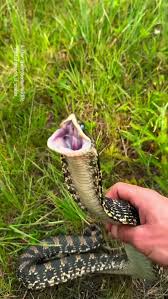 Attēlu rezultāti vaicājumam “Serpentes”