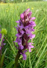 Attēlu rezultāti vaicājumam “Dactylorhiza cruenta flower”