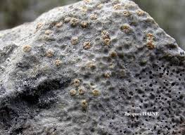 Attēlu rezultāti vaicājumam “Petractis sp.”