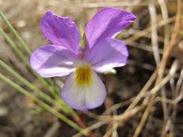 Attēlu rezultāti vaicājumam “Viola tricolor subsp. curtisii bud”