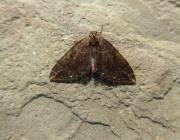 Attēlu rezultāti vaicājumam “Lampropteryx suffumata”