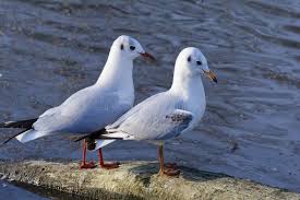 Attēlu rezultāti vaicājumam “Larus ridibundus adult”