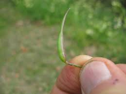 Attēlu rezultāti vaicājumam “Raphanus raphanistrum fruit”