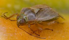 Attēlu rezultāti vaicājumam “Orthops campestris”