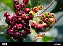 Attēlu rezultāti vaicājumam “Aronia melanocarpa fruit”