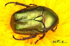 Attēlu rezultāti vaicājumam “Potosia cuprea”