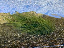 Attēlu rezultāti vaicājumam “Fontinalis antipyretica”