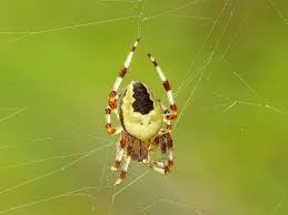 Attēlu rezultāti vaicājumam “Araneus marmoreus”