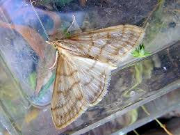 Attēlu rezultāti vaicājumam “Paratalanta hyalinalis”