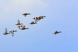 Attēlu rezultāti vaicājumam “Anseriformes”