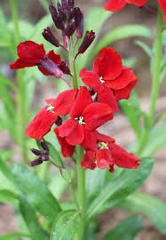 Image result for Cheiranthus cheiri